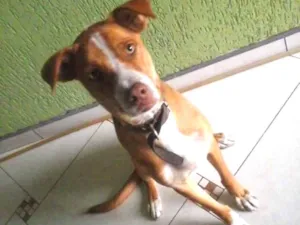 Cachorro raça Raça indefinida idade 2 anos nome Bidu