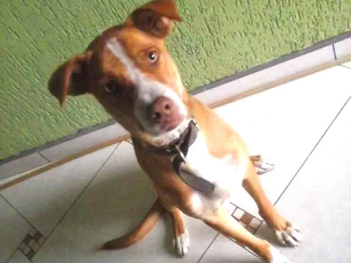 Cachorro ra a Raça indefinida idade 2 anos nome Bidu