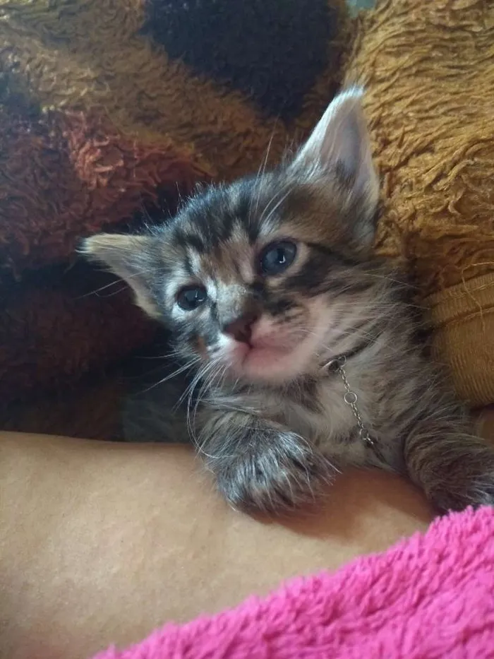 Gato ra a S.R.D idade Abaixo de 2 meses nome A escolher