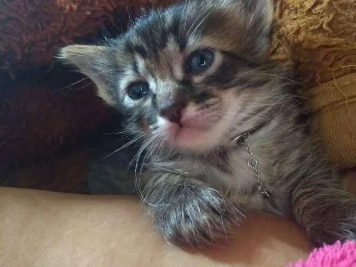 Gato ra a S.R.D idade Abaixo de 2 meses nome A escolher