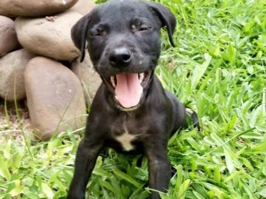 Cachorro ra a SRD idade 2 a 6 meses nome Black