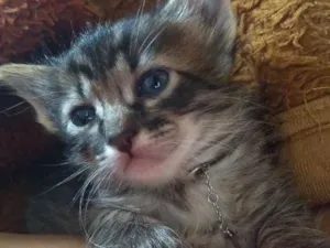 Gato raça S.R.D idade Abaixo de 2 meses nome A escolher