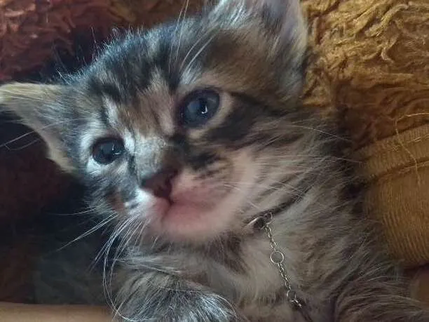 Gato ra a S.R.D idade Abaixo de 2 meses nome A escolher