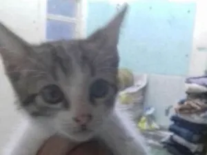 Gato raça SRD idade 2 a 6 meses nome Não tem