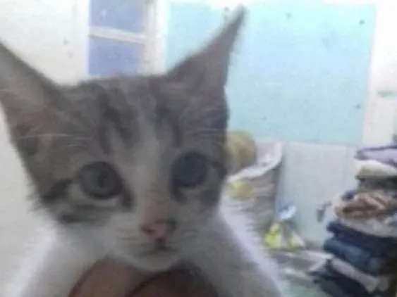 Gato ra a SRD idade 2 a 6 meses nome Não tem