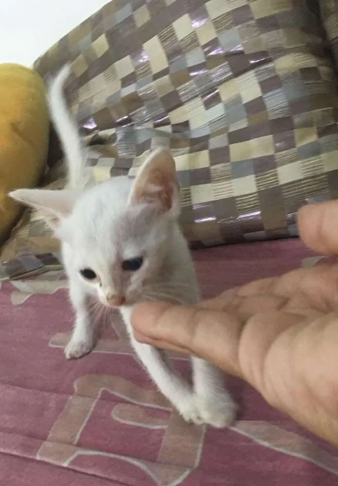 Gato ra a SRD idade 2 a 6 meses nome Snow
