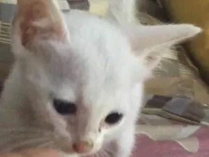 Gato raça SRD idade 2 a 6 meses nome Snow