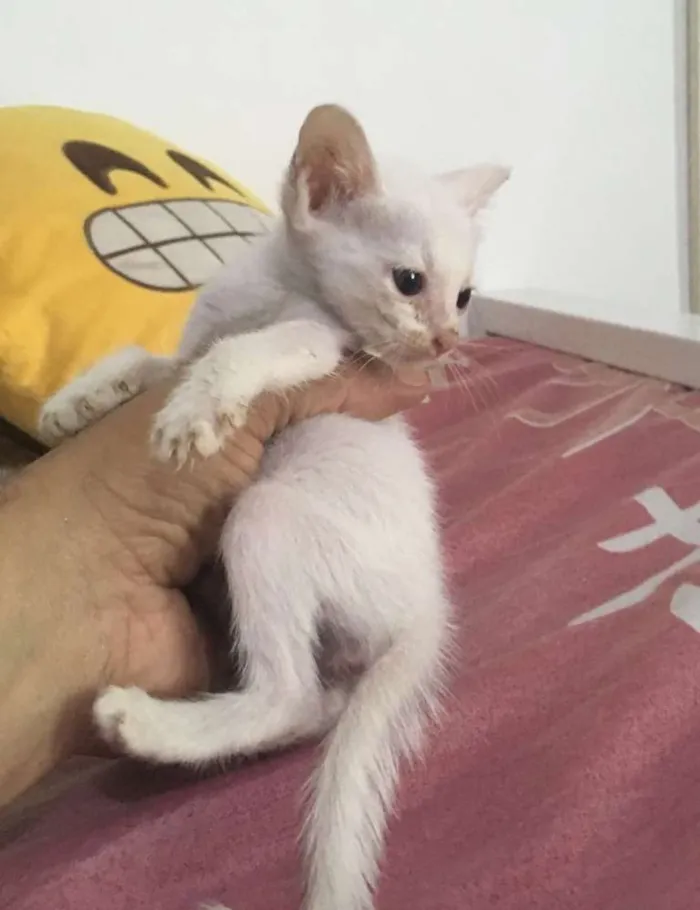 Gato ra a SRD idade 2 a 6 meses nome Snow