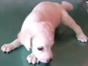 Cachorro raça vira latas idade Abaixo de 2 meses nome cachorrinhas