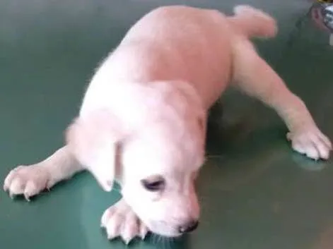 Cachorro ra a vira latas idade Abaixo de 2 meses nome cachorrinhas