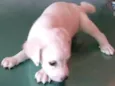 cachorrinhas