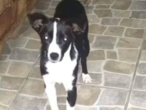 Cachorro raça Fox paulistinha com srd idade 7 a 11 meses nome Mona Lisa