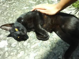 Gato raça Bombaim idade 2 a 6 meses nome Meia Noite