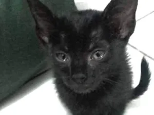 Gato raça sem raça idade 2 a 6 meses nome sem nome