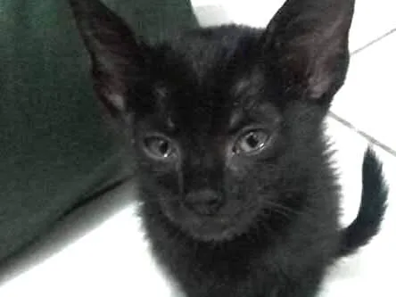 Gato ra a sem raça idade 2 a 6 meses nome sem nome