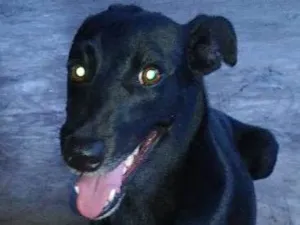Cachorro raça SRD idade 1 ano nome Pretinha