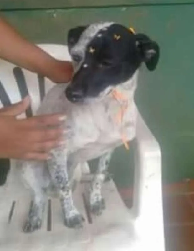 Cachorro ra a srd idade 1 ano nome Baby