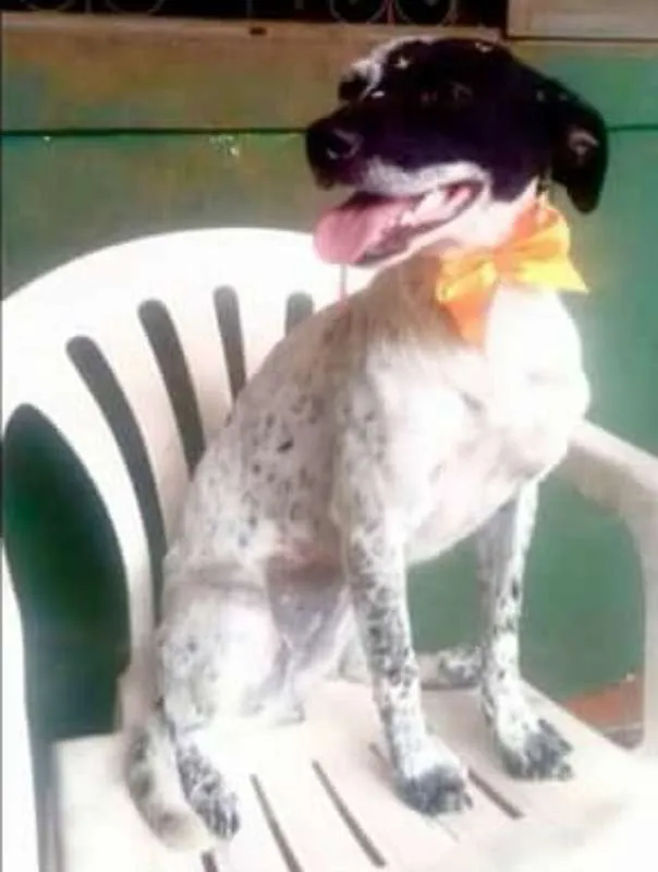 Cachorro ra a srd idade 1 ano nome Baby