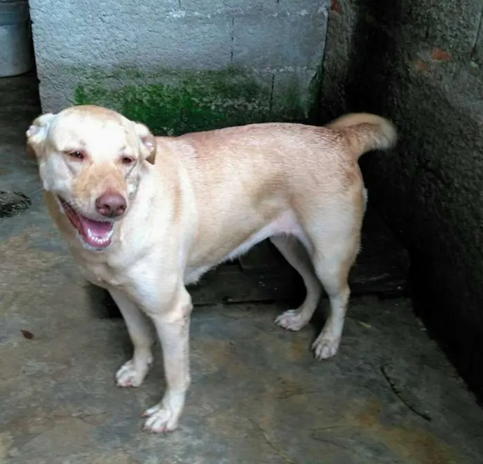 Cachorro ra a srd idade 1 ano nome Linda Garota