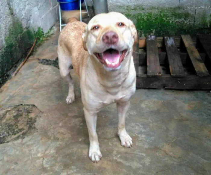 Cachorro ra a srd idade 1 ano nome Linda Garota
