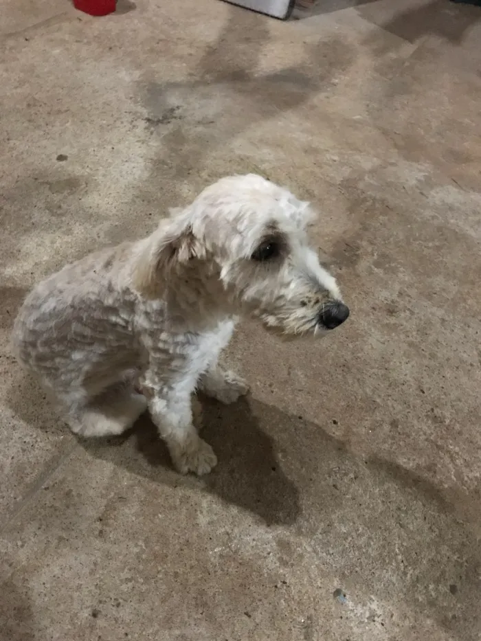 Cachorro raça Poodle com Shitszu  idade 1 ano nome Thor
