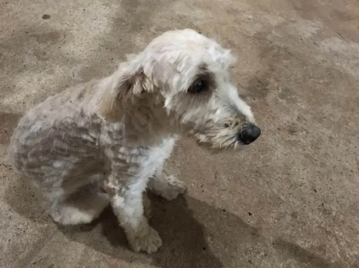 Cachorro raça Poodle com Shitszu  idade 1 ano nome Thor