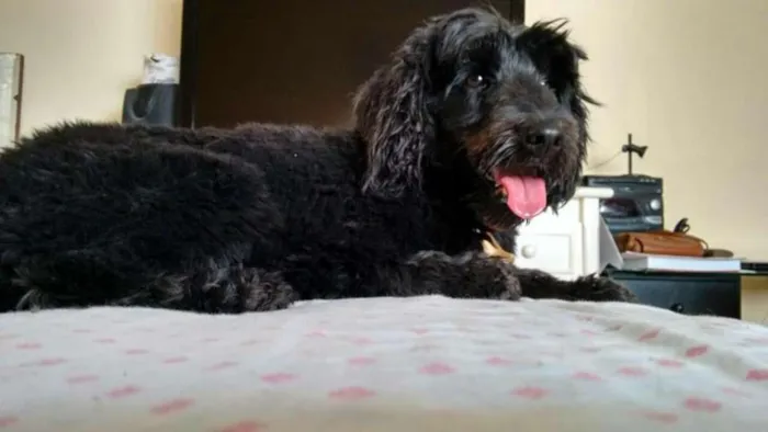 Cachorro ra a mix poodle com cocker idade 2 anos nome Menina Mix