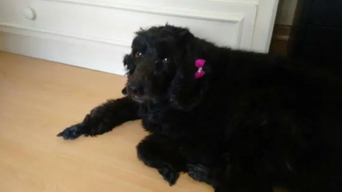 Cachorro ra a mix poodle com cocker idade 2 anos nome Menina Mix