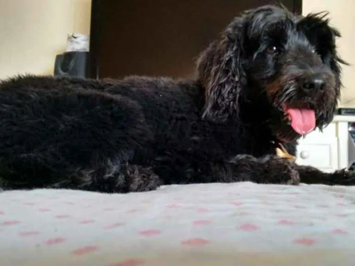Cachorro ra a mix poodle com cocker idade 2 anos nome Menina Mix