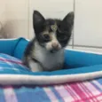 Nina