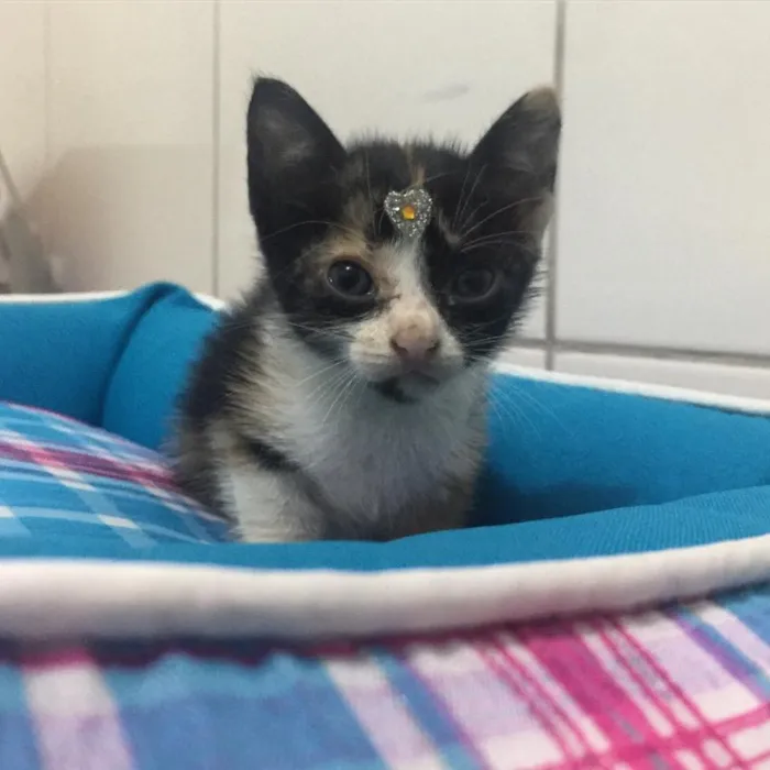 Gato ra a indefinida idade Abaixo de 2 meses nome Nina