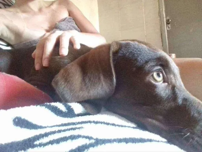 Cachorro ra a SRD idade 2 a 6 meses nome Lupita