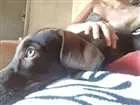 Cachorro raça SRD idade 2 a 6 meses nome Lupita