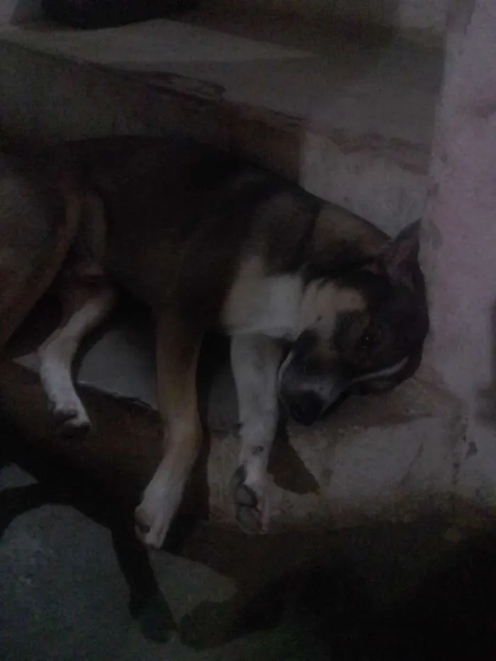 Cachorro ra a vira-lata idade 2 anos nome Pernalonga ( Perna)