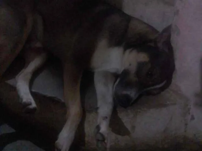 Cachorro ra a vira-lata idade 2 anos nome Pernalonga ( Perna)