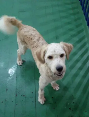 Cachorro raça Poodle idade 1 ano nome Bob 