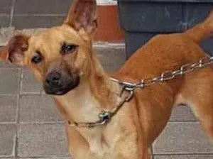 Cachorro raça Sem raça definida idade 7 a 11 meses nome Sem nome