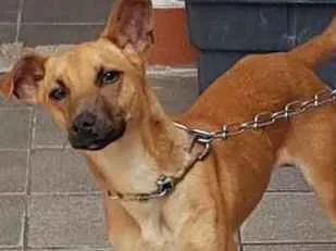 Cachorro ra a Sem raça definida idade 7 a 11 meses nome Sem nome