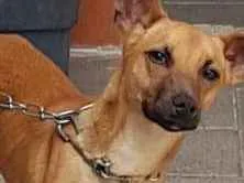 Cachorro ra a Sem raça definida idade 7 a 11 meses nome Sem nome