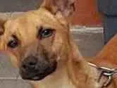 Cachorro ra a Sem raça definida idade 7 a 11 meses nome Sem nome