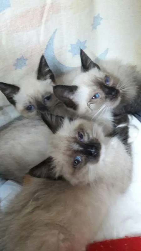 Gato ra a Siamês idade 2 a 6 meses nome sem nome