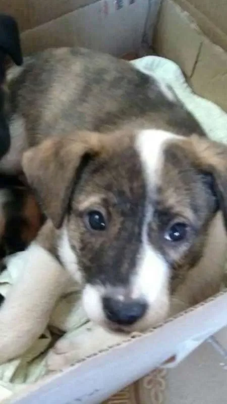 Cachorro ra a SRD idade 2 a 6 meses nome sem nome