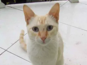 Gato raça Indefinido idade 7 a 11 meses nome Nino