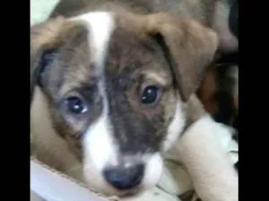 Cachorro raça SRD idade 2 a 6 meses nome sem nome
