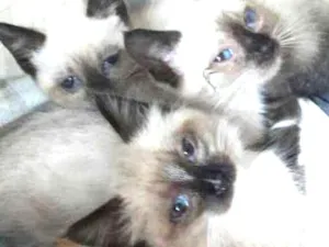Gato raça Siamês idade 2 a 6 meses nome sem nome
