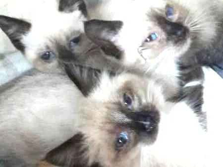 Gato ra a Siamês idade 2 a 6 meses nome sem nome