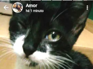Gato raça Nenhuma idade 7 a 11 meses nome Sem nome.