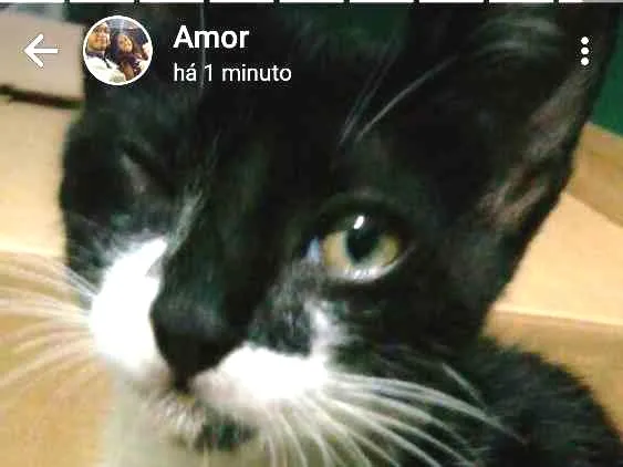 Gato ra a Nenhuma idade 7 a 11 meses nome Sem nome.