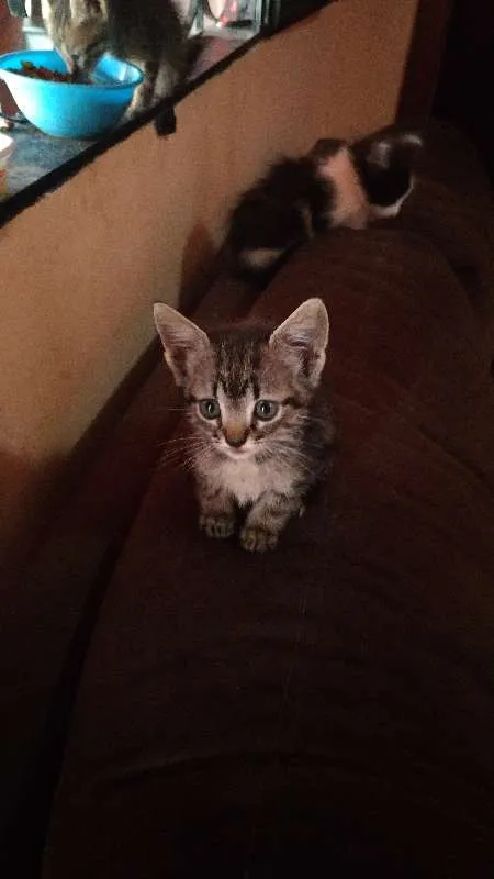 Gato raça indefinida idade Abaixo de 2 meses nome ainda não possuem
