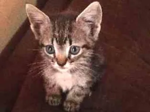 Gato raça indefinida idade Abaixo de 2 meses nome ainda não possuem
